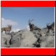np-haute-route 2003_130.html